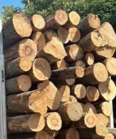 Troncos de haya secos entregados en un camión – 60M3