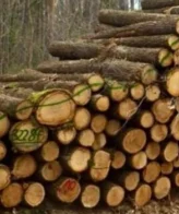 Troncos de abedul castaño PEFC por camión – 60 m³